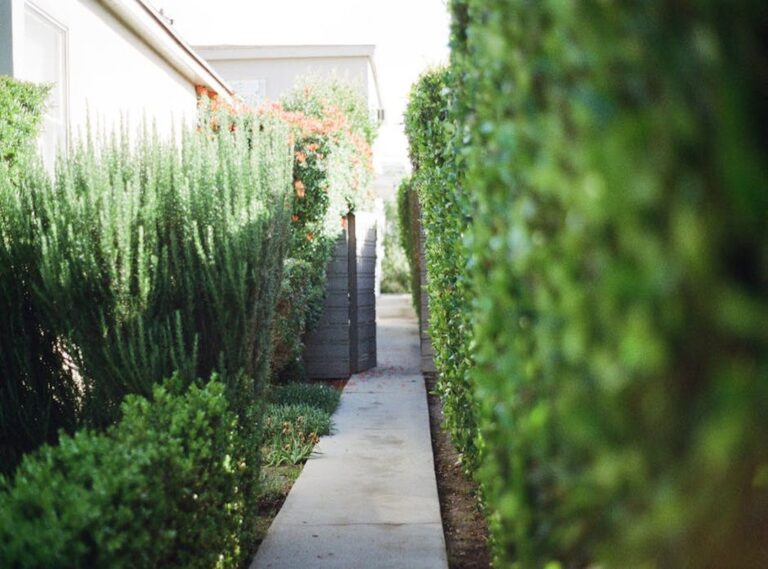 Useful Backyard Privacy Ideas Ththomideas