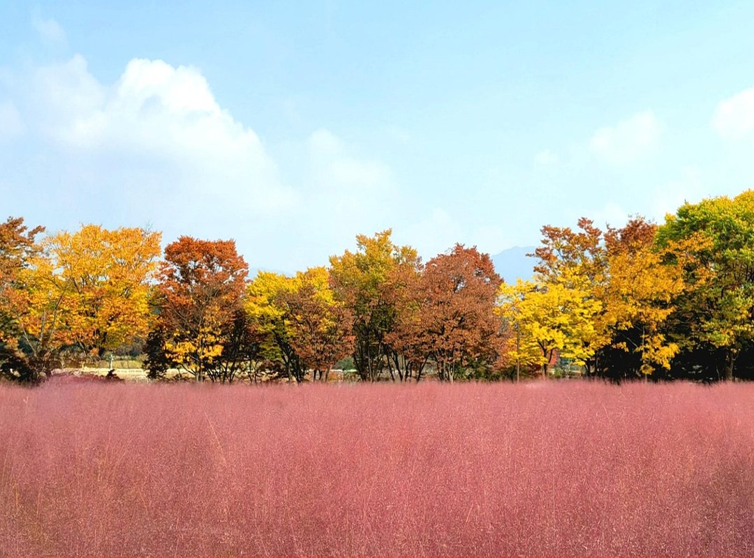 Useful Backyard Privacy Ideas Ththomideas