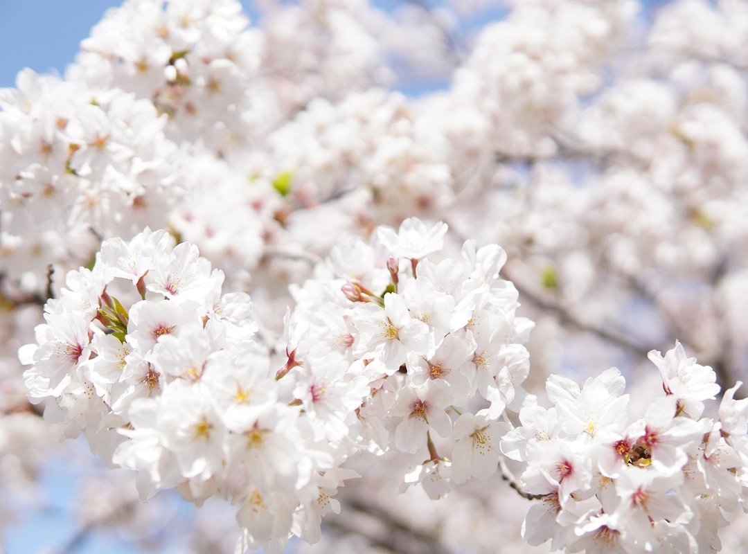 FAQs About the Sakura Avatar