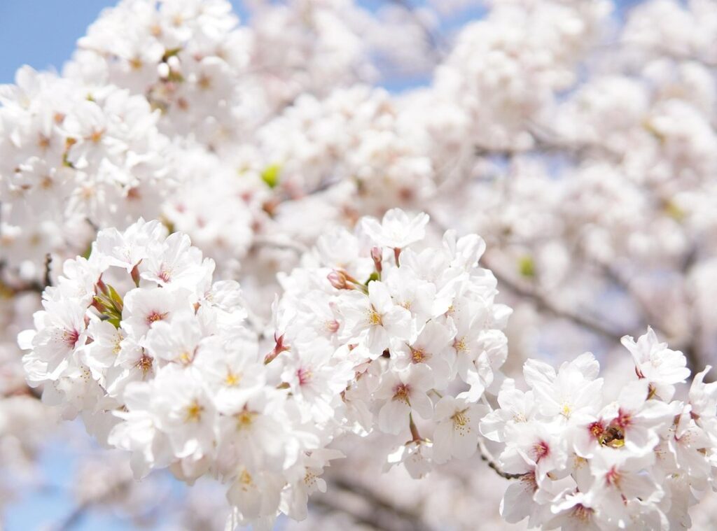 sakura avatar ff